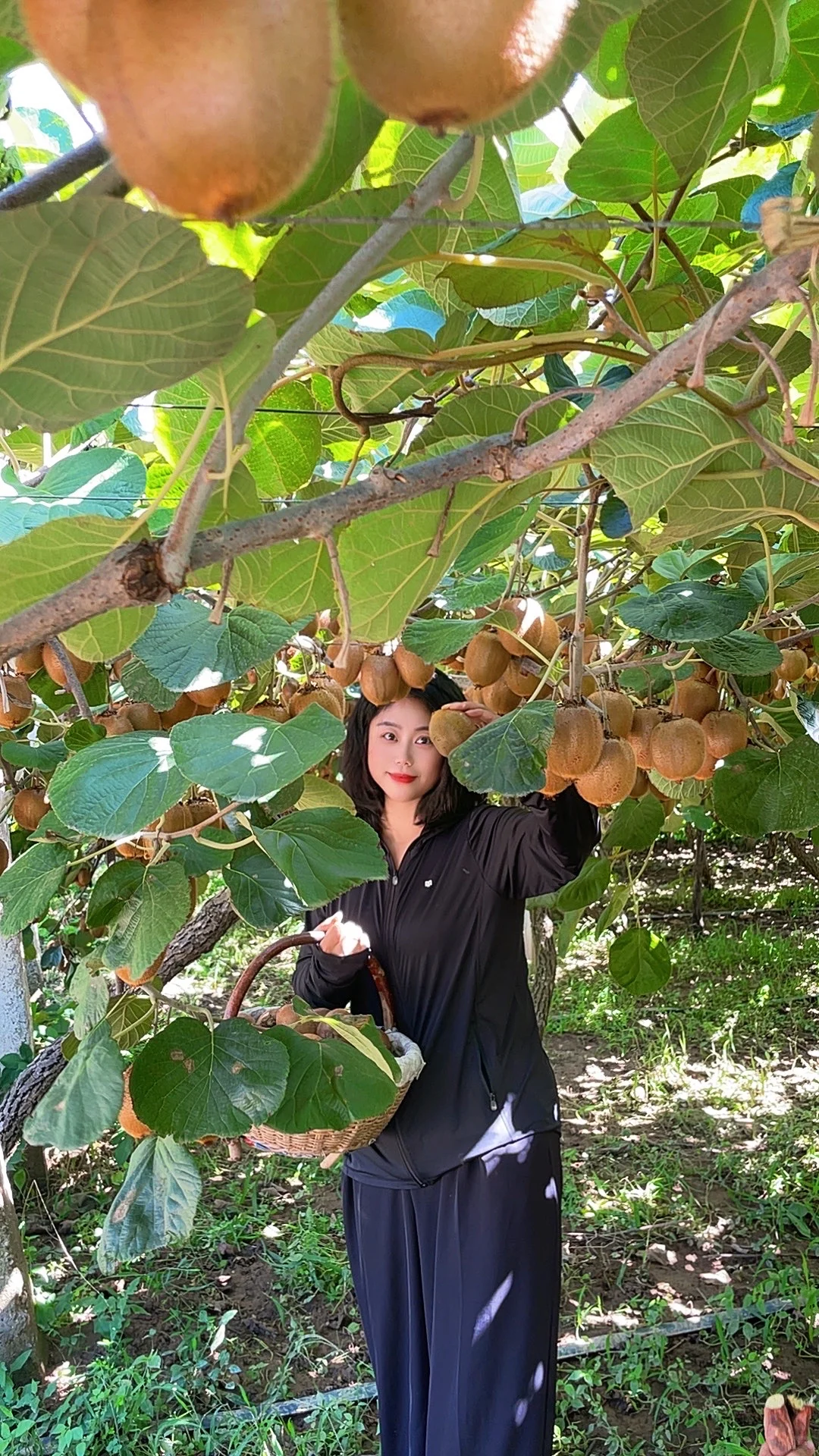 被猕猴桃治愈的季节到了！