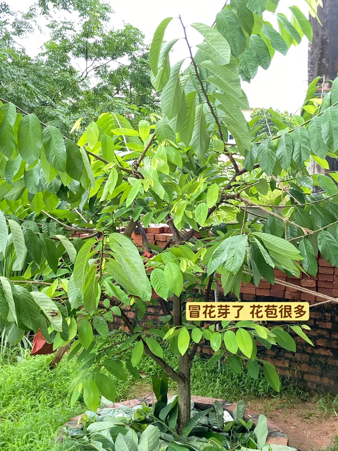 释迦果从幼苗到结果…