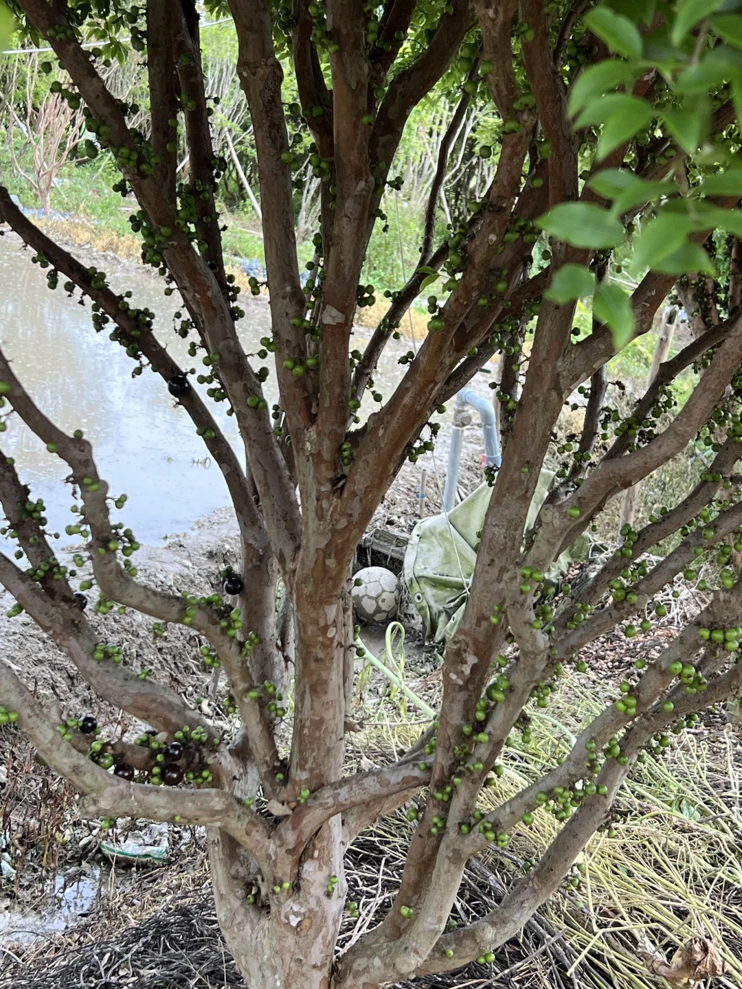 是硕果累累的一年呀！