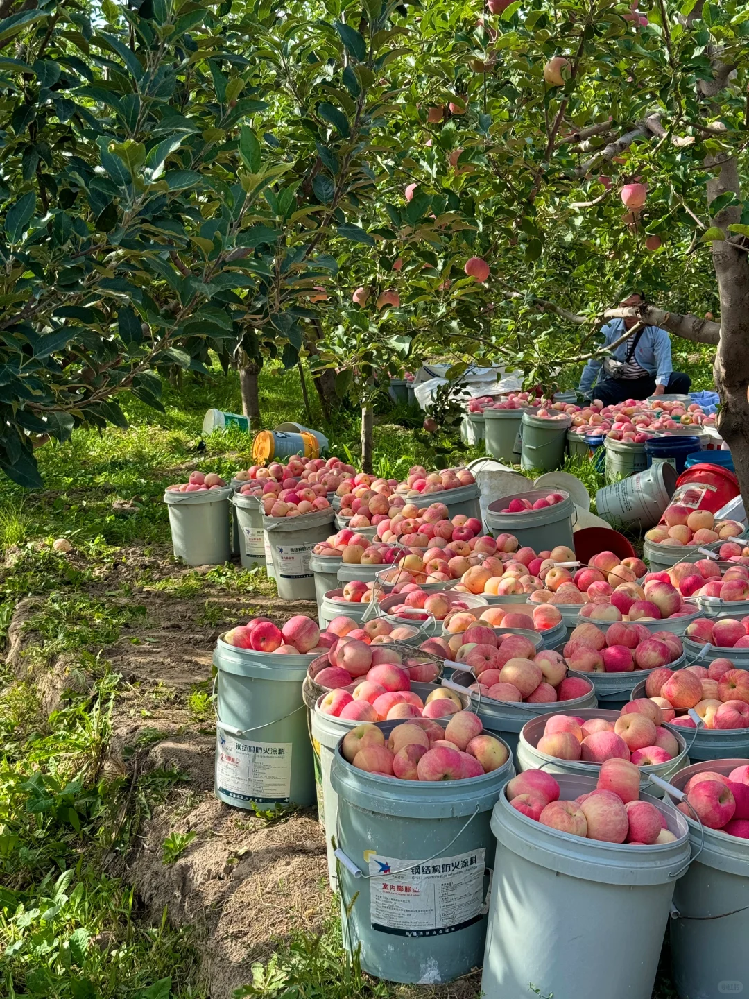 在伊犁的水果都是来报恩的
