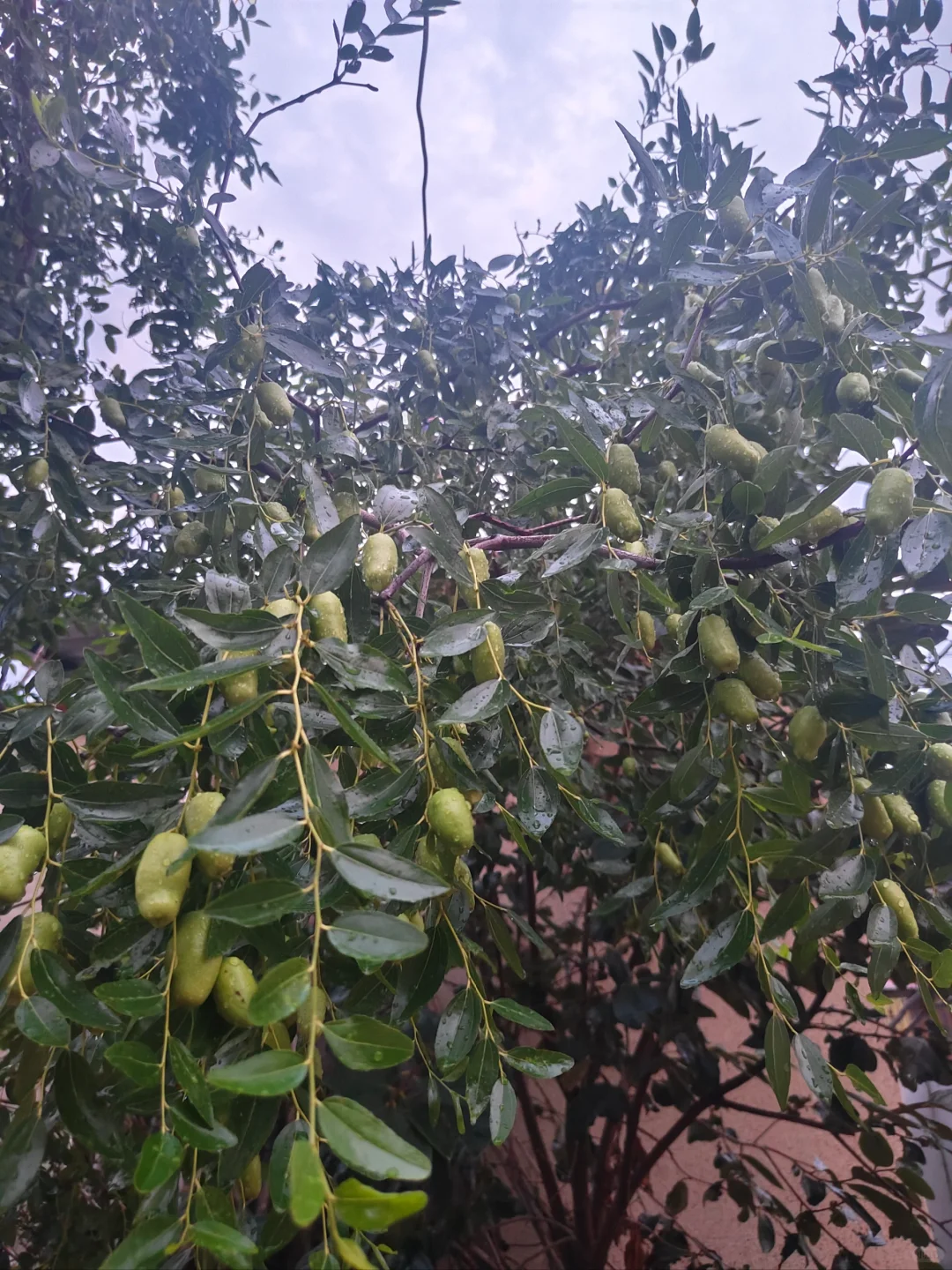 我的理想是满院子瓜果蔬菜