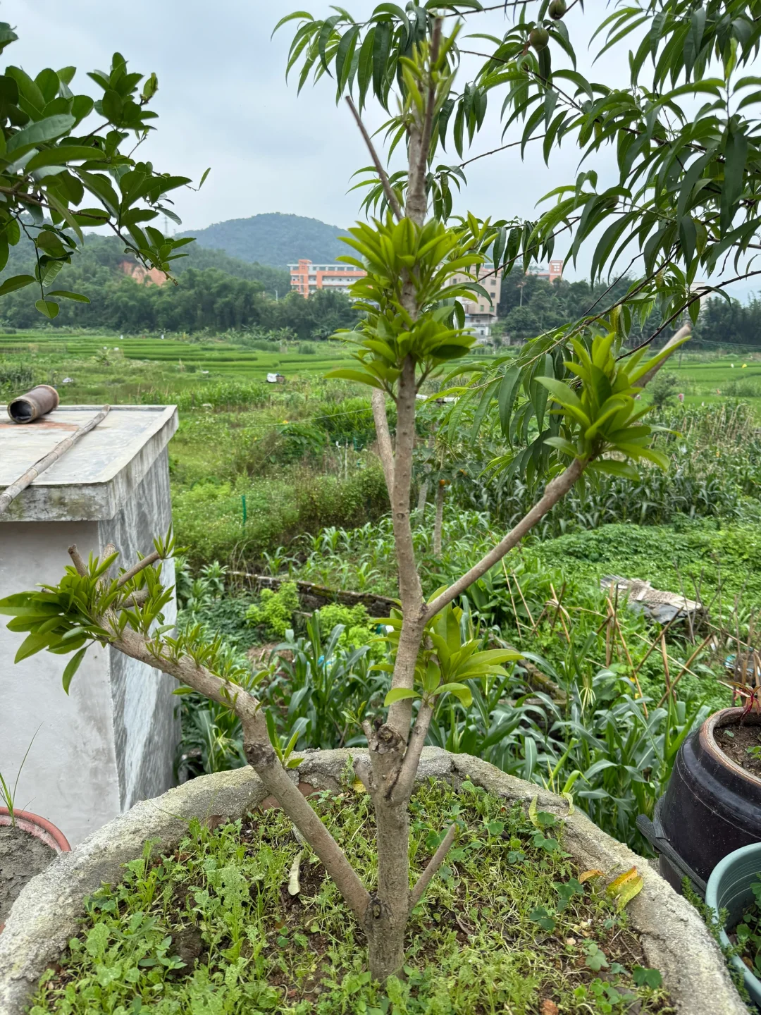 23年我种下果树结果了