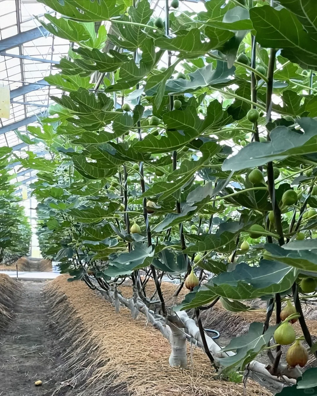 一字型无花果种植法