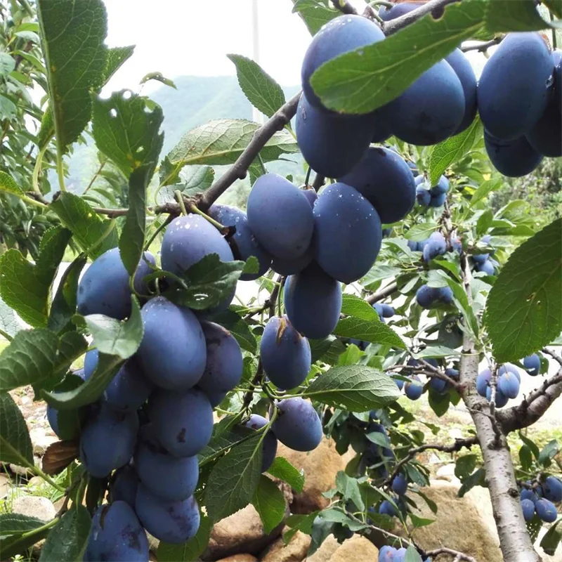 红肉西梅苗种植几年结果、高产西梅代表作