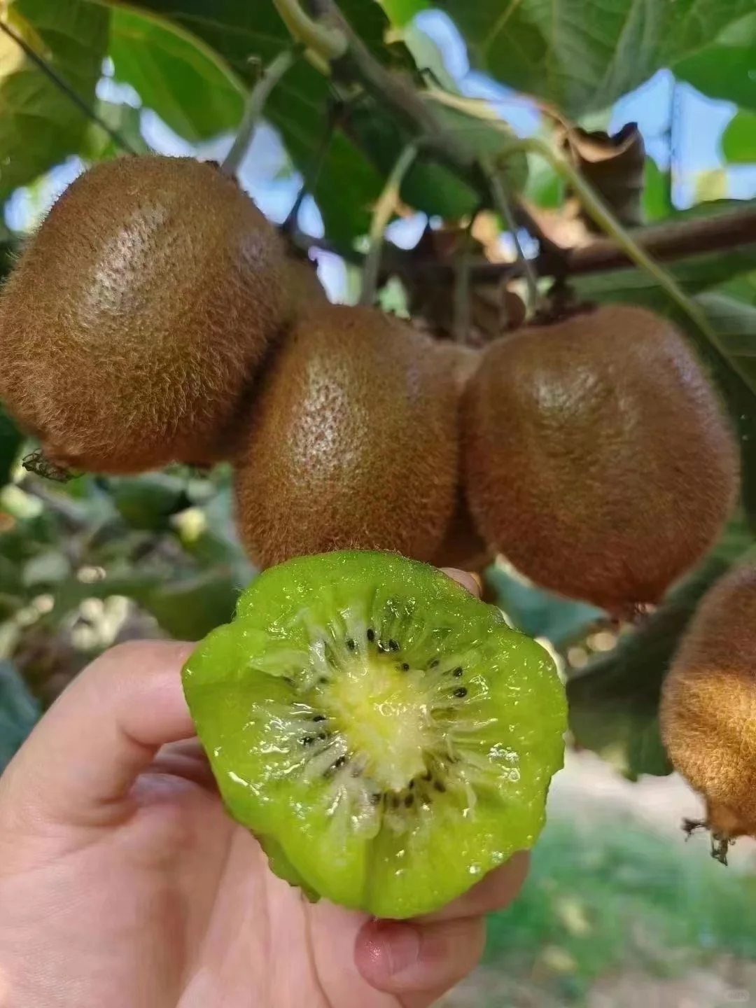 这水果原来是树上长的。。。