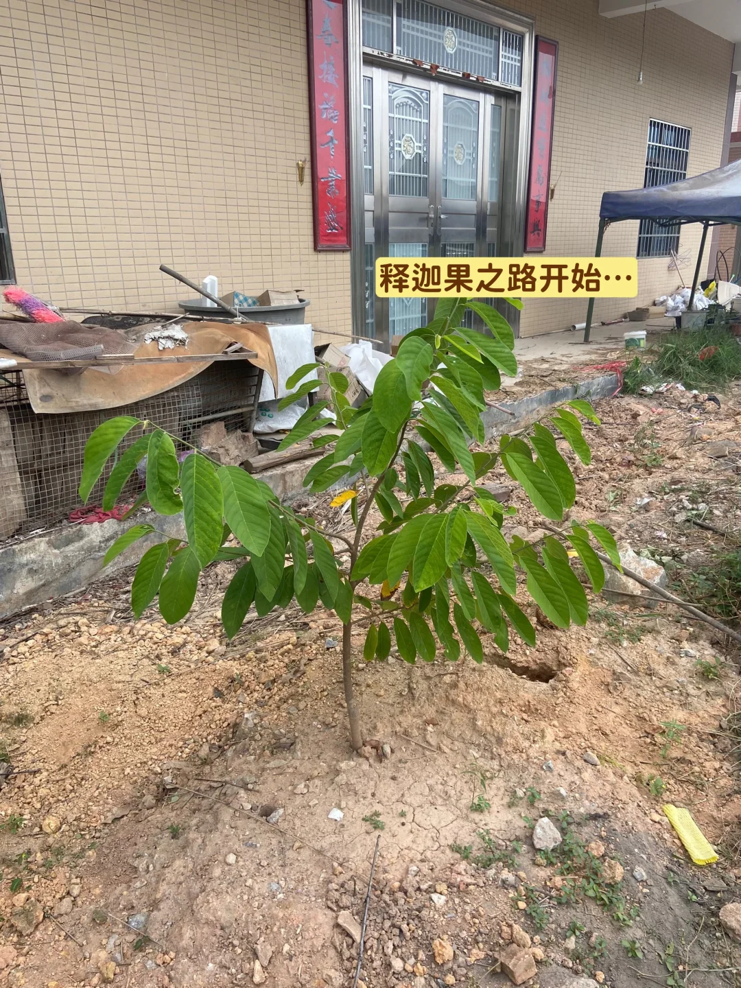 释迦果从幼苗到结果…