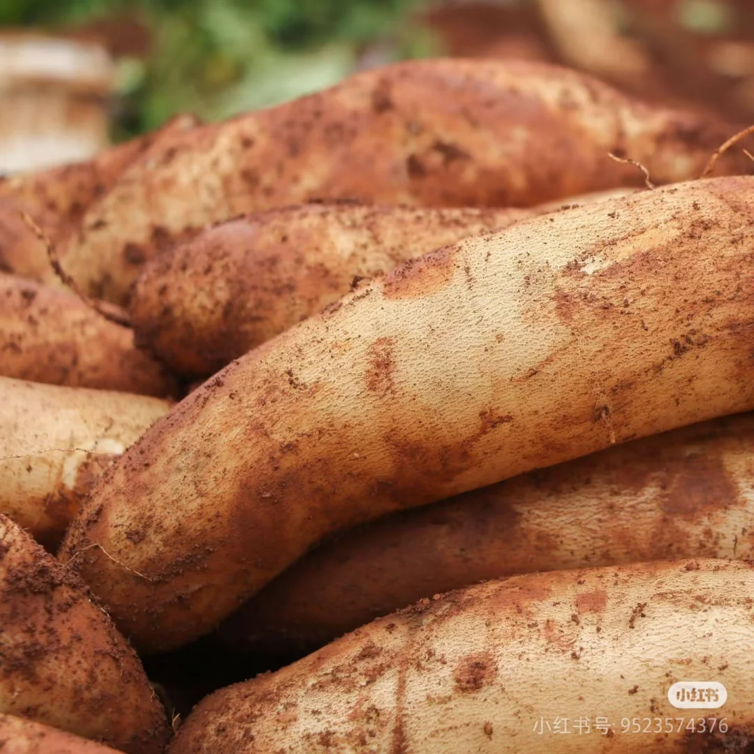 ?雪莲果,高产不挑地?