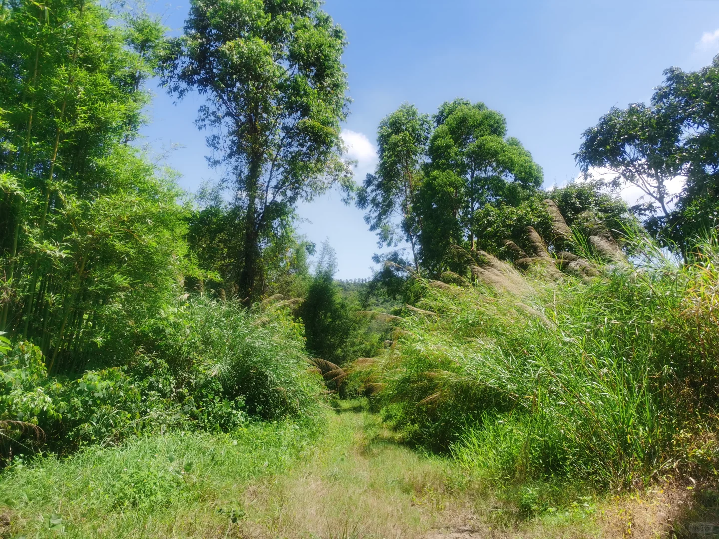 大量养殖的20亩果园