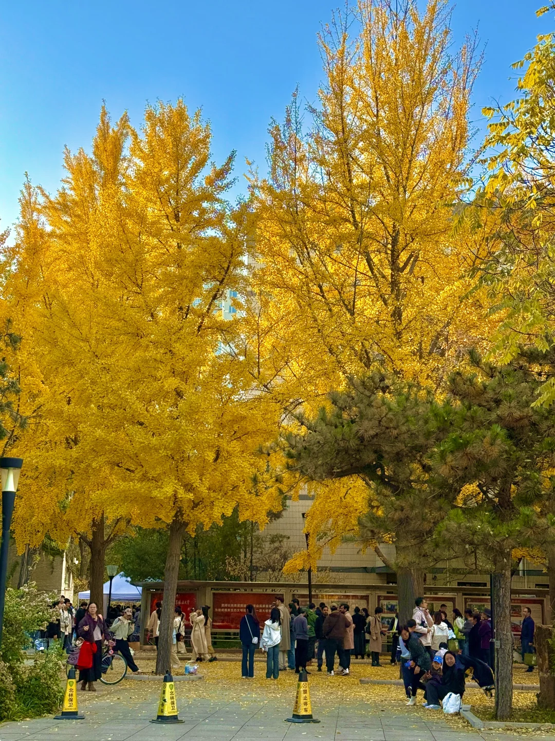 所有在北京的！请停止宅家立刻出门赏银杏?