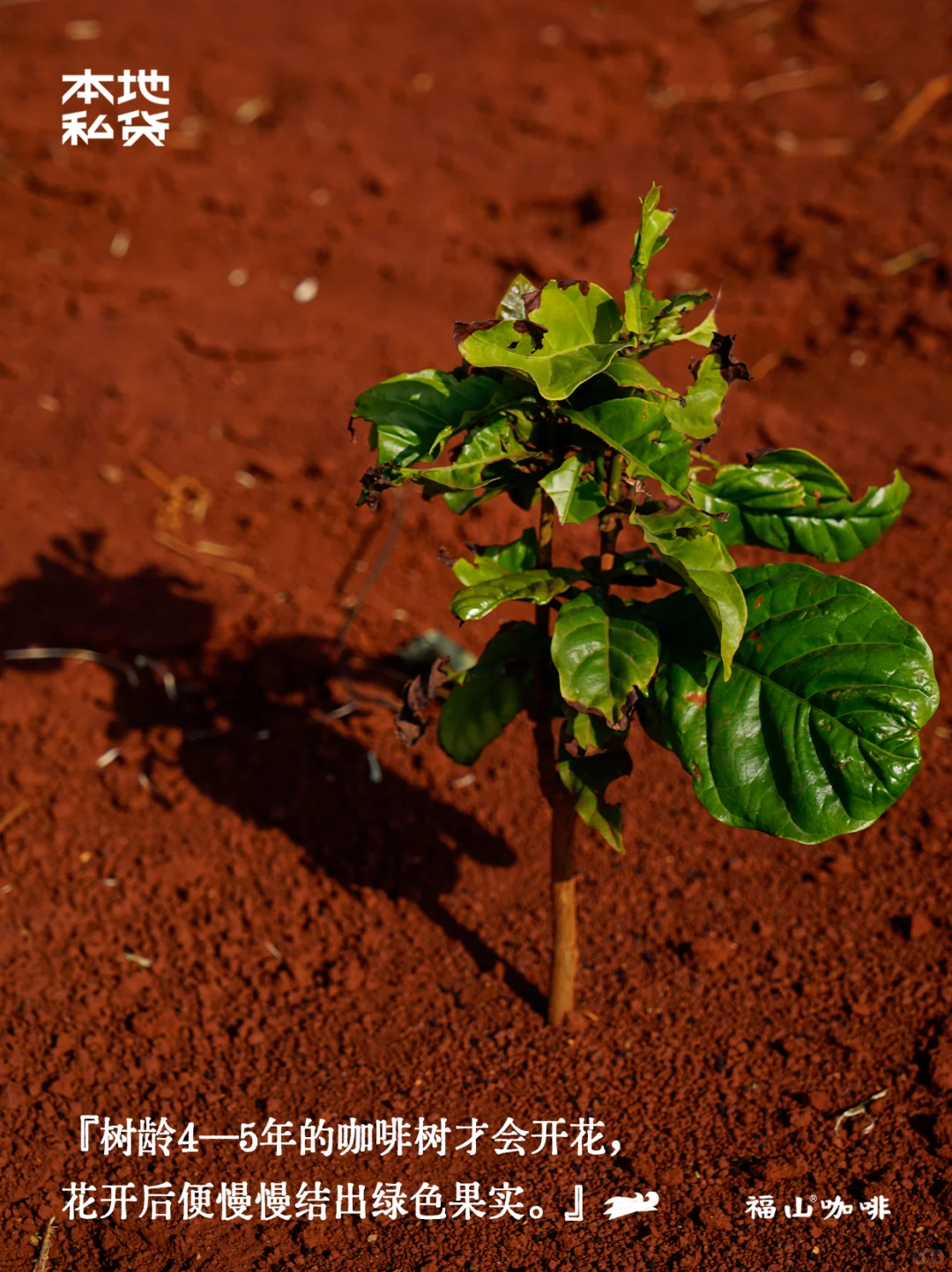 福山咖啡|红土地上的红色果实