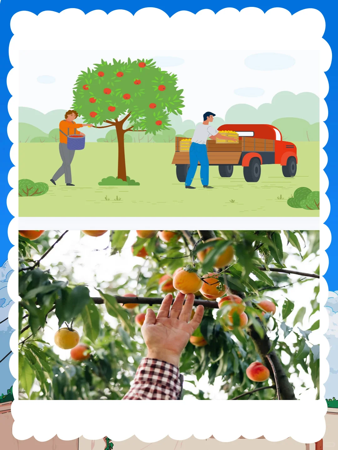 大班社会公开课《大丰收》体会丰收的喜悦