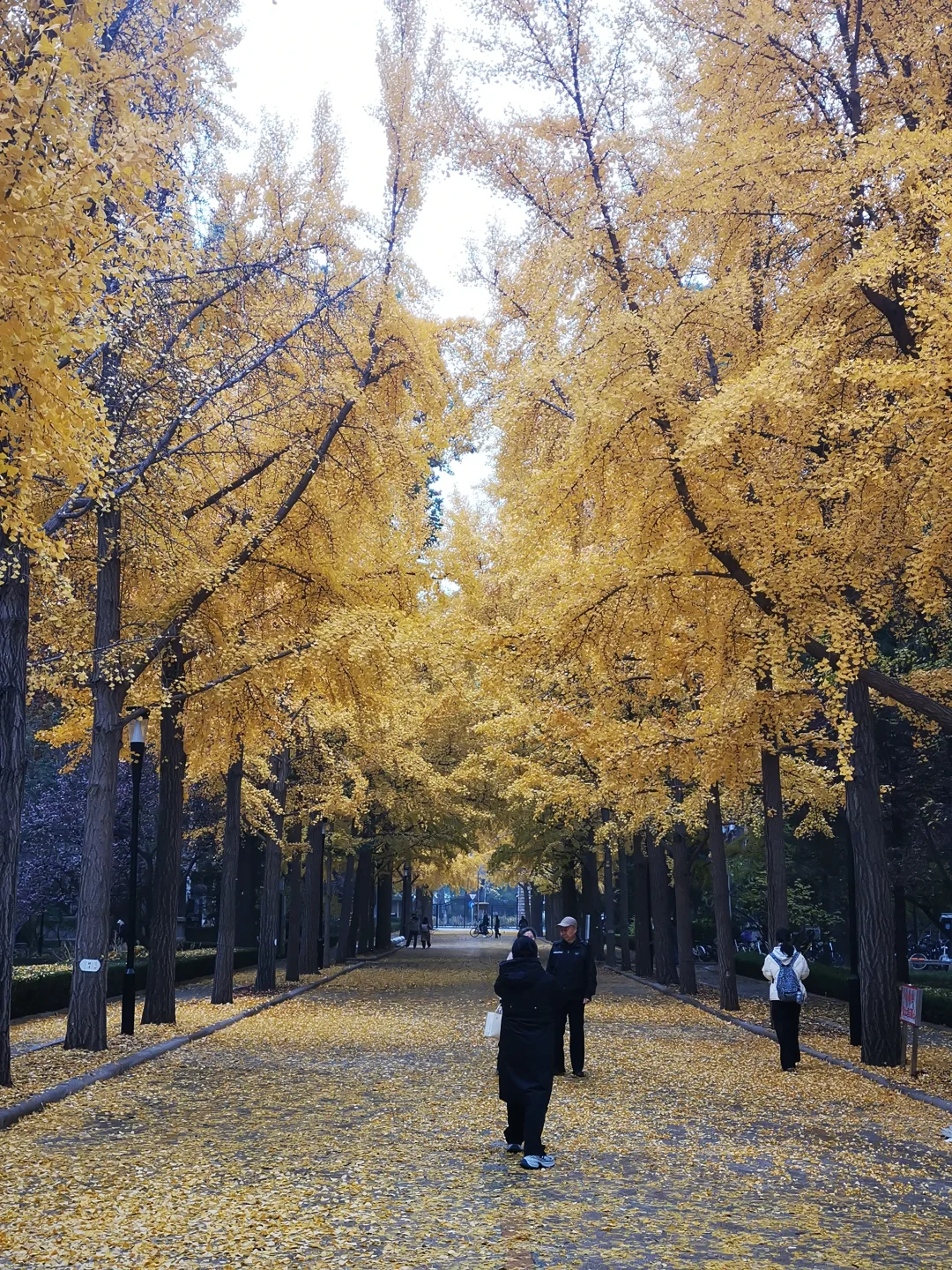 20251107「北京林业大学银杏大道」