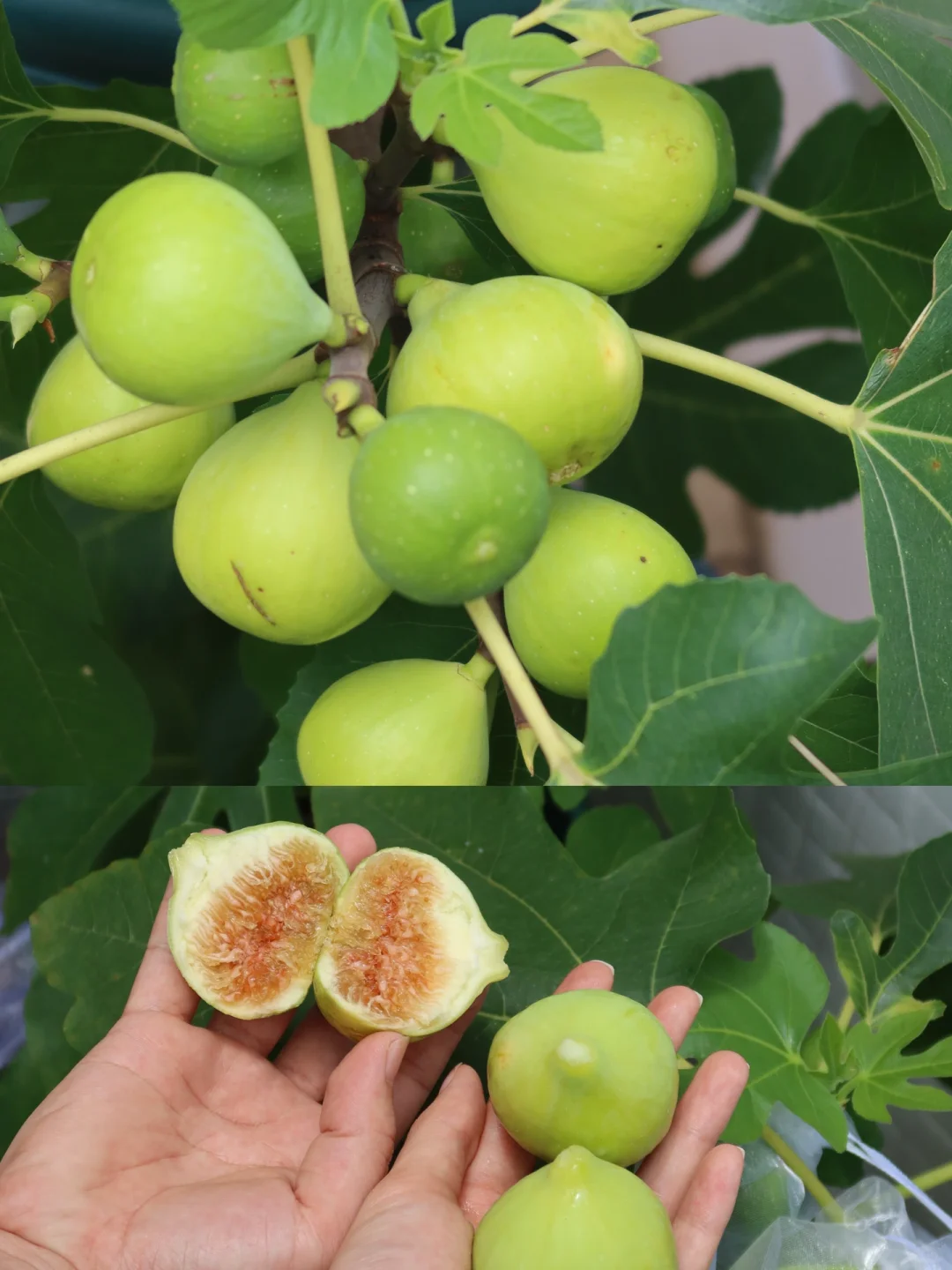 阳台党可以种什么水果???????