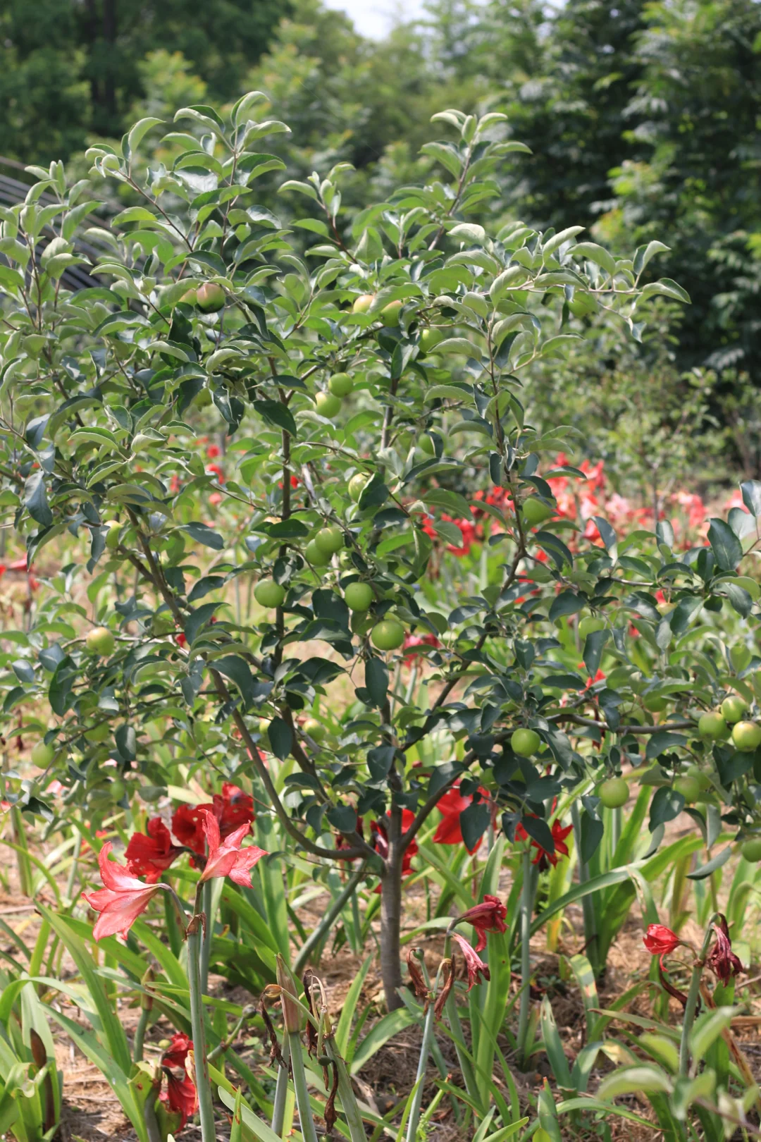 南方苹果容器苗上市了