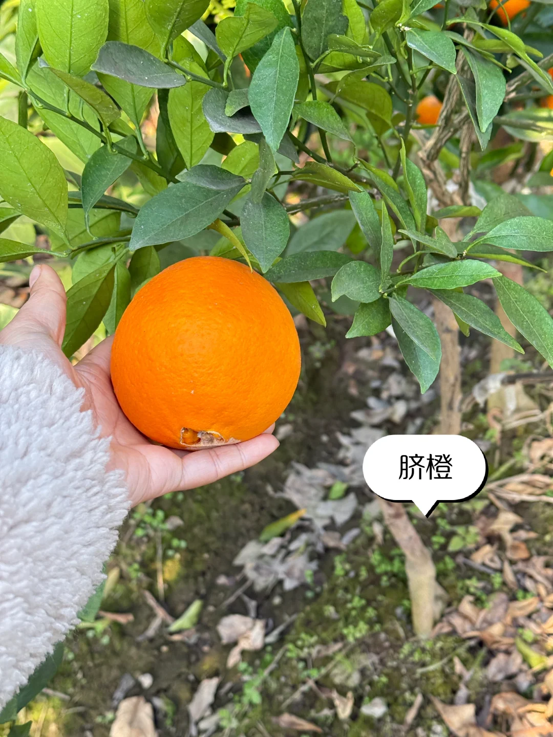 喜欢种果树的来 各类果树