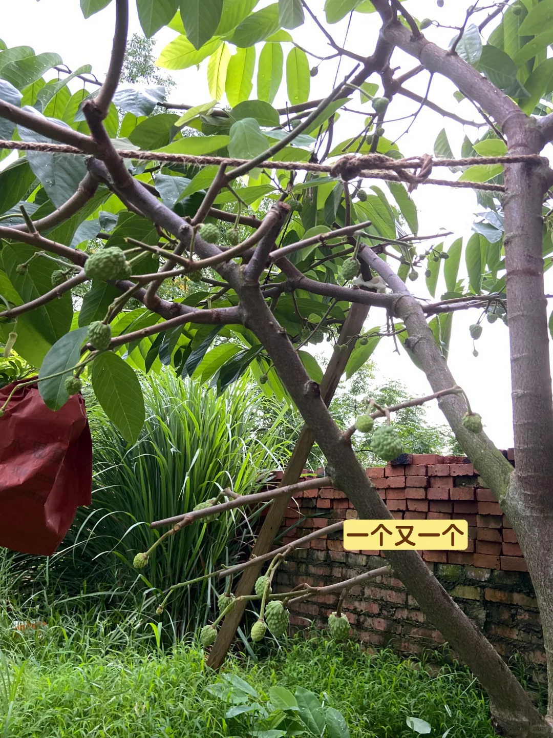 释迦果从幼苗到结果…