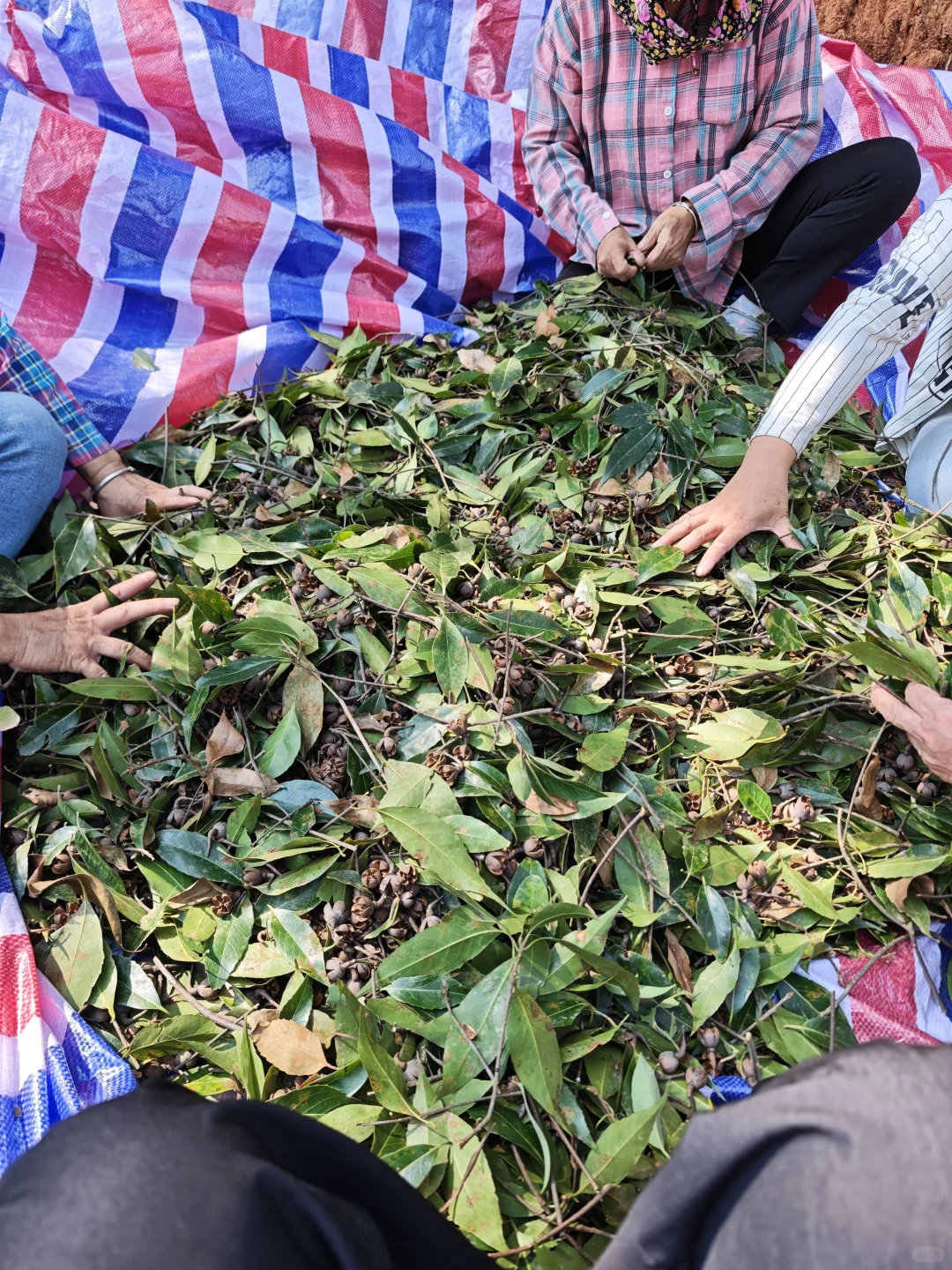 林业人燃尽了，只想吊死在树上