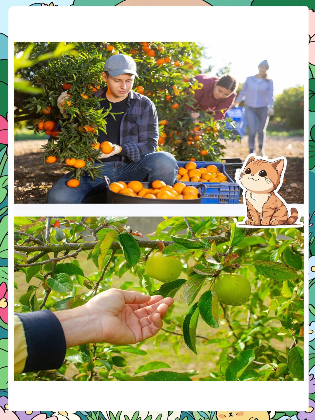 大班社会公开课《大丰收》感受丰收的喜悦