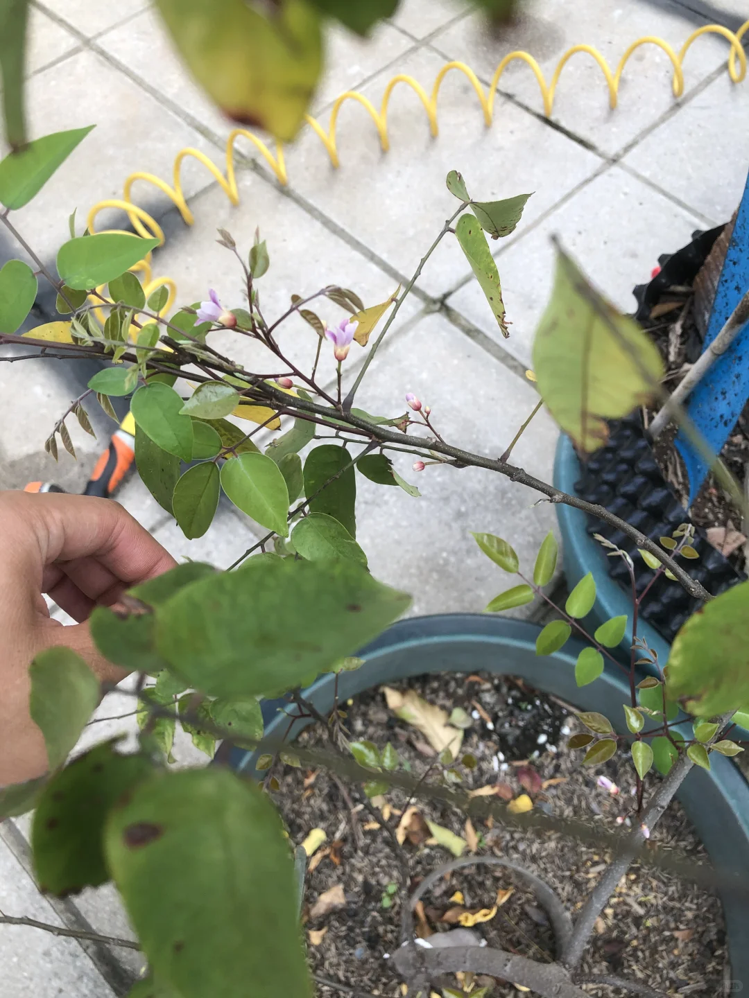 即将开花结果和准备收获的果树?