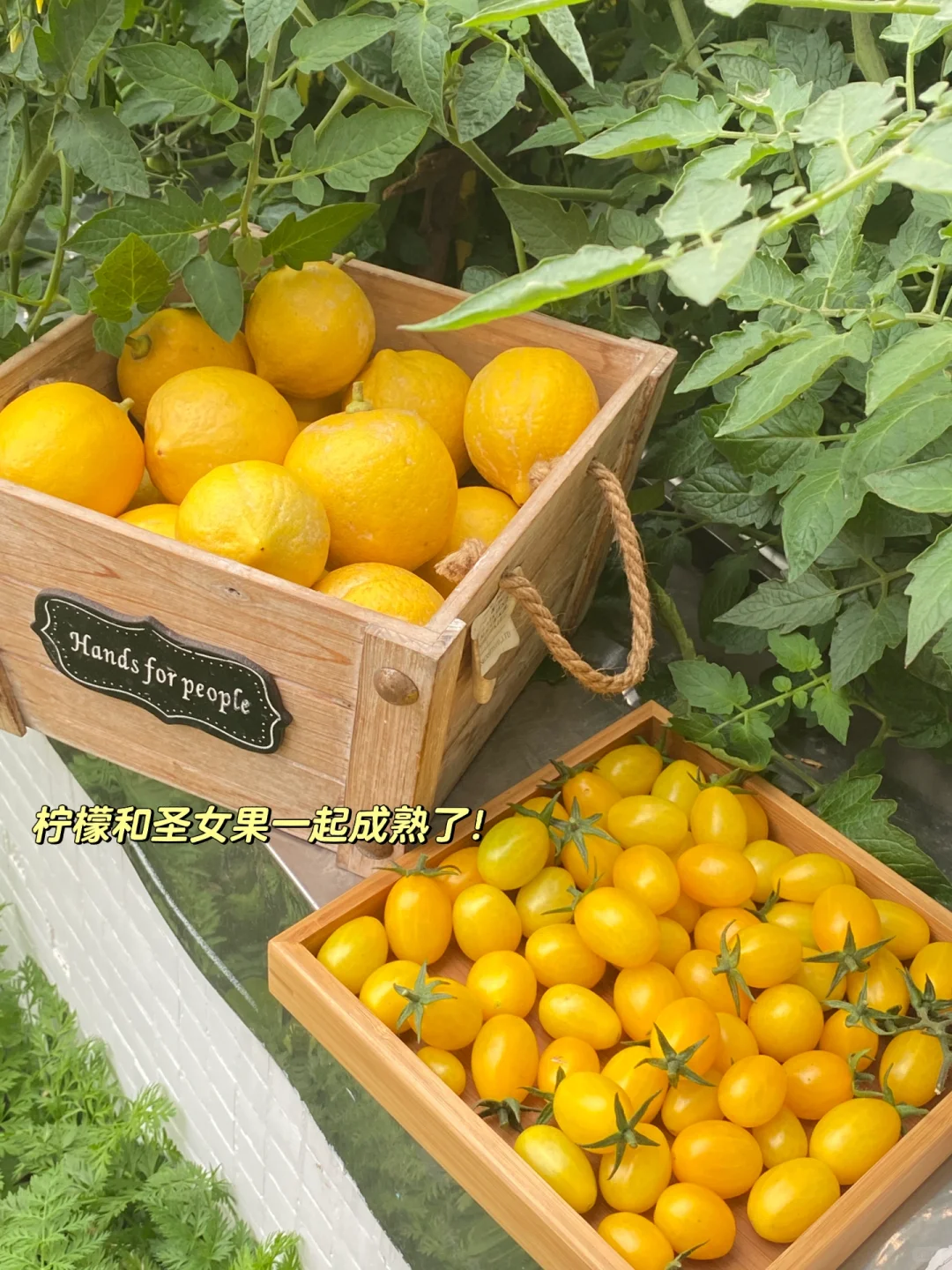 阳台党可以种什么水果???????