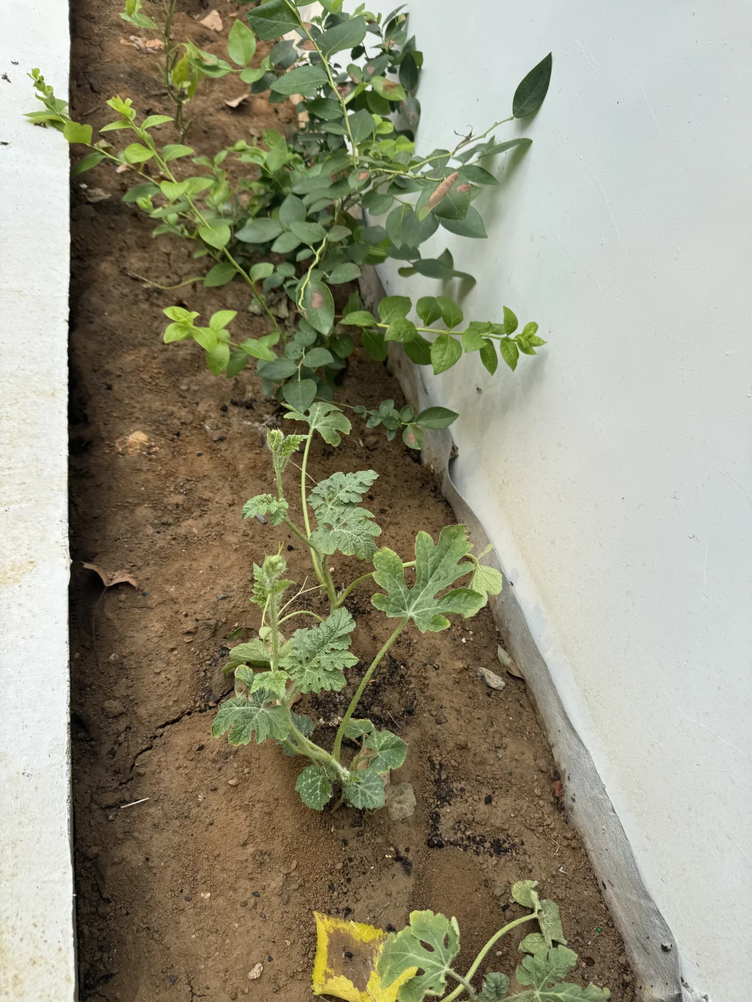 这不马上马的要实现水果自由了??