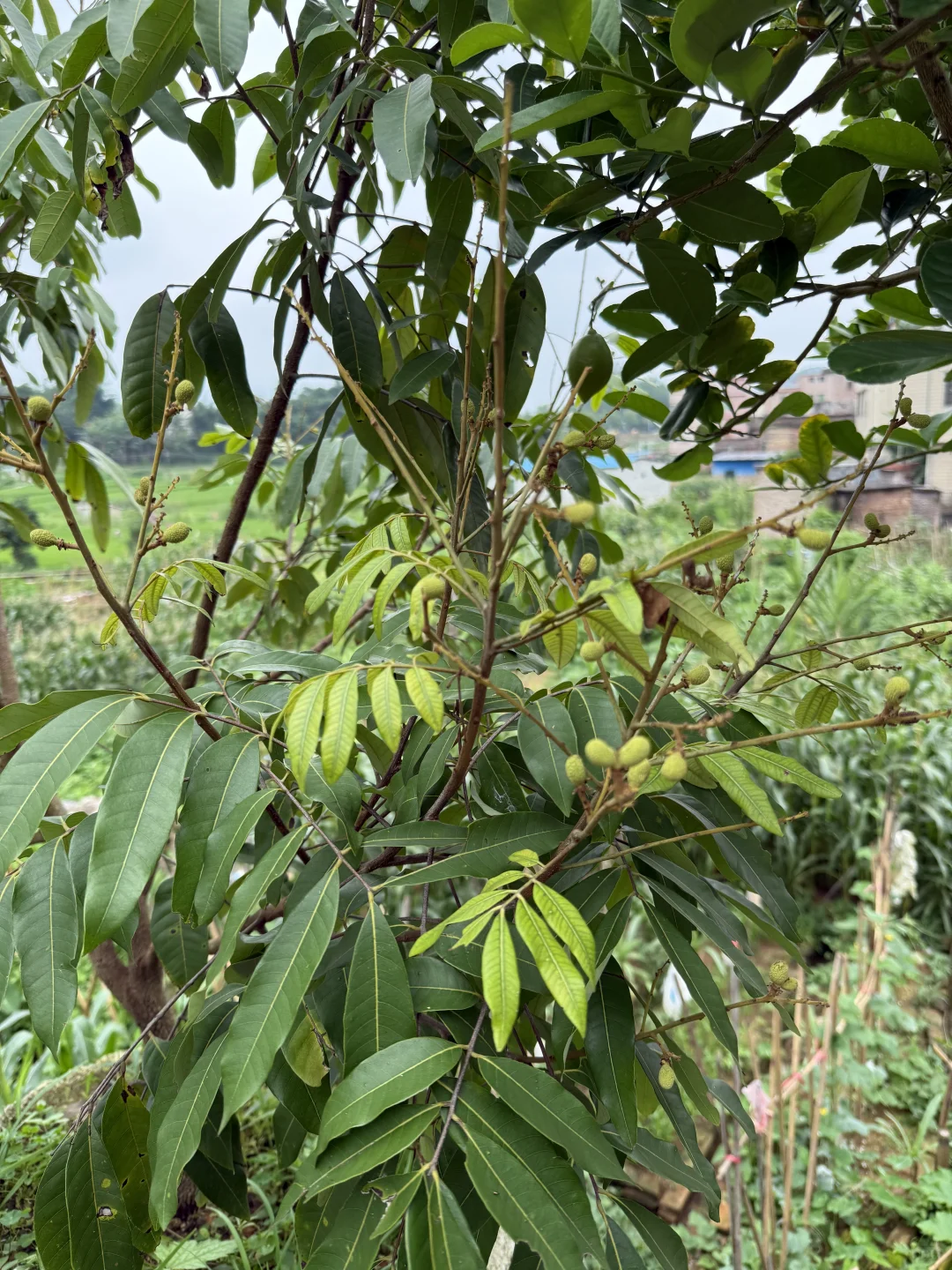 23年我种下果树结果了