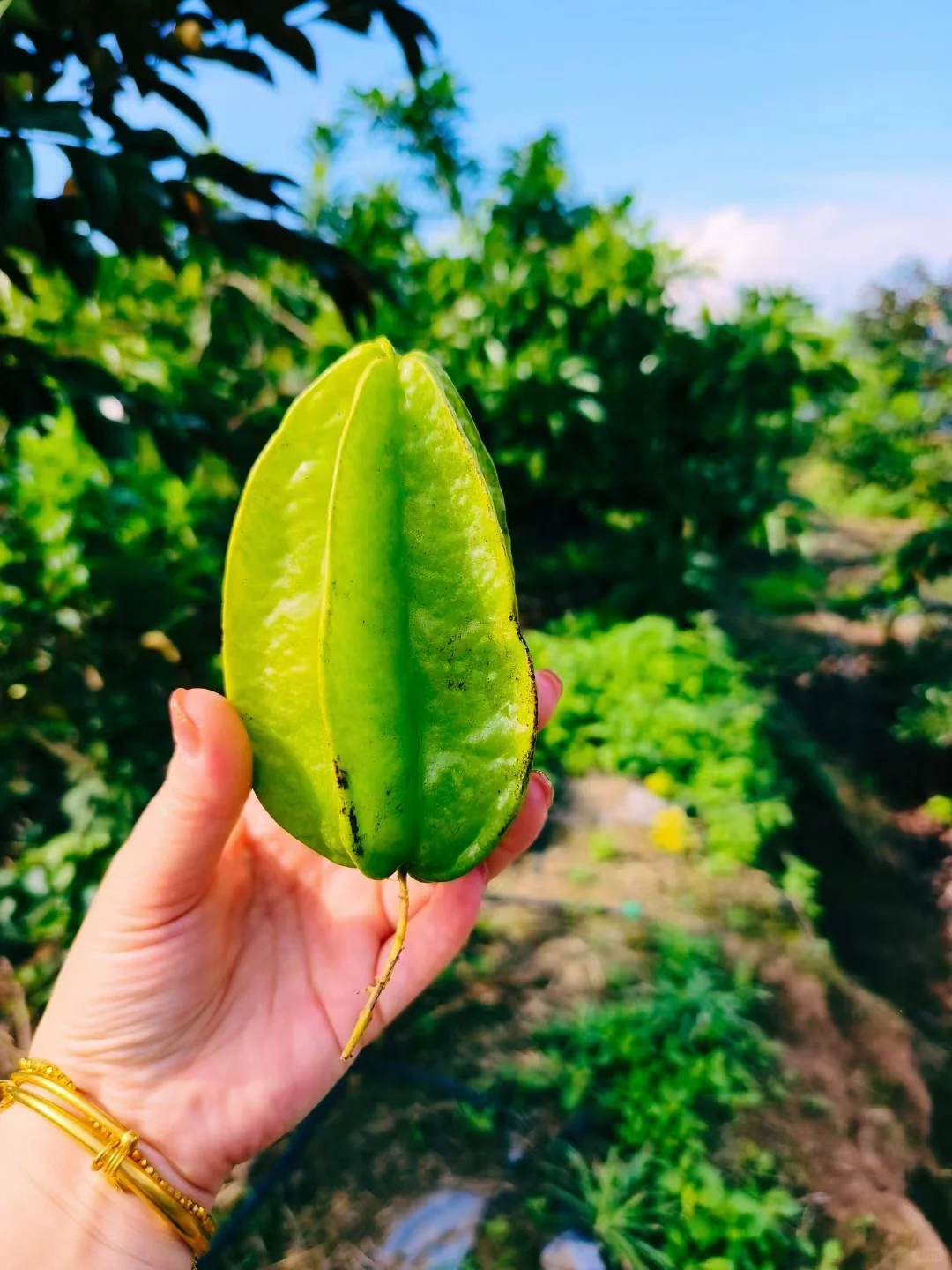 知道水果最多的童鞋送神秘奖品一份～
