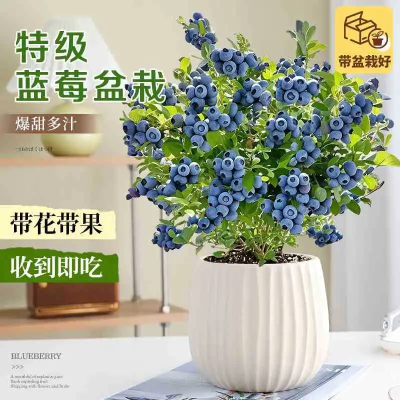 蓝莓自由！带果发货的盆栽太香了??
