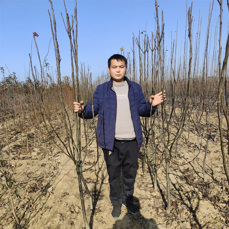 【A无花果苗】:实现绿色经济的种植选择