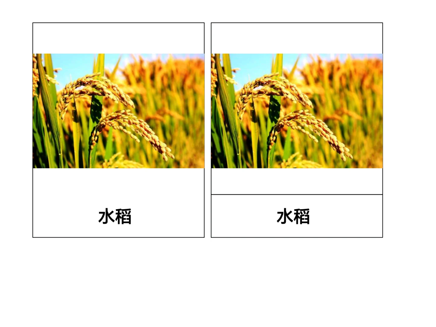 秋天主题-农作物和水果三段卡