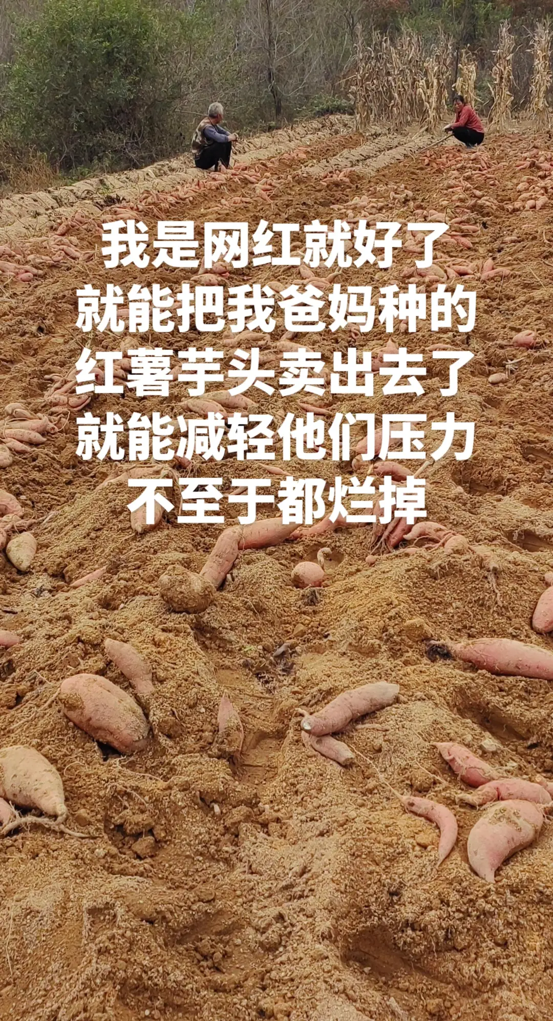 我让俺爸介绍一下他种的地瓜,他让我滚?