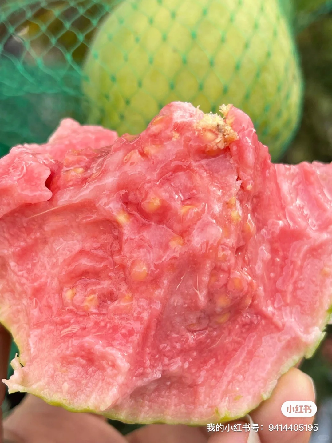 盘点一下我们的各类果树苗