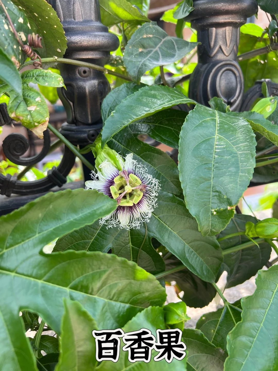 打造一个一年四季都有水果吃的花园