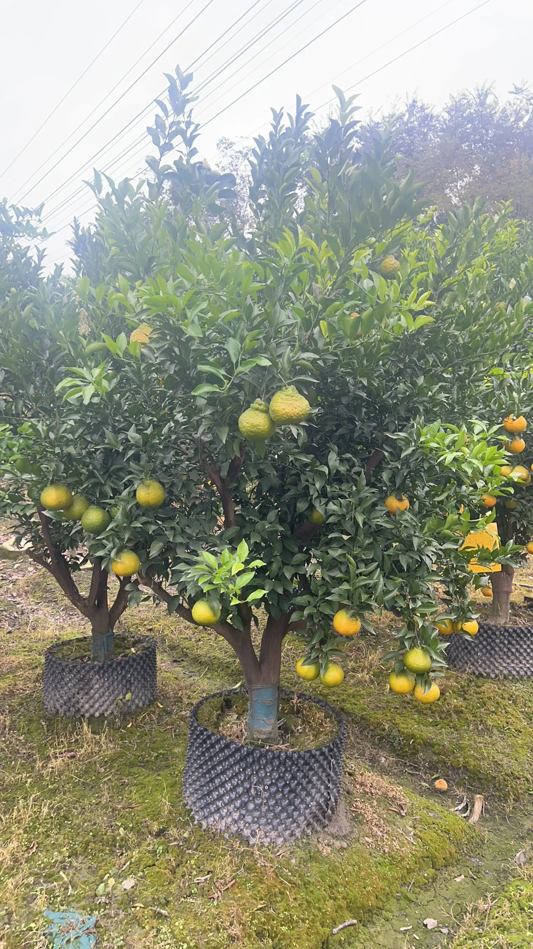 一家在成都只做精品果树的苗圃基地