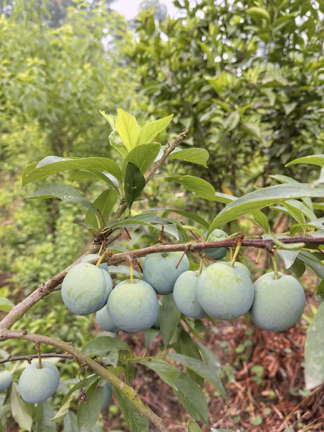 水果自由！！！