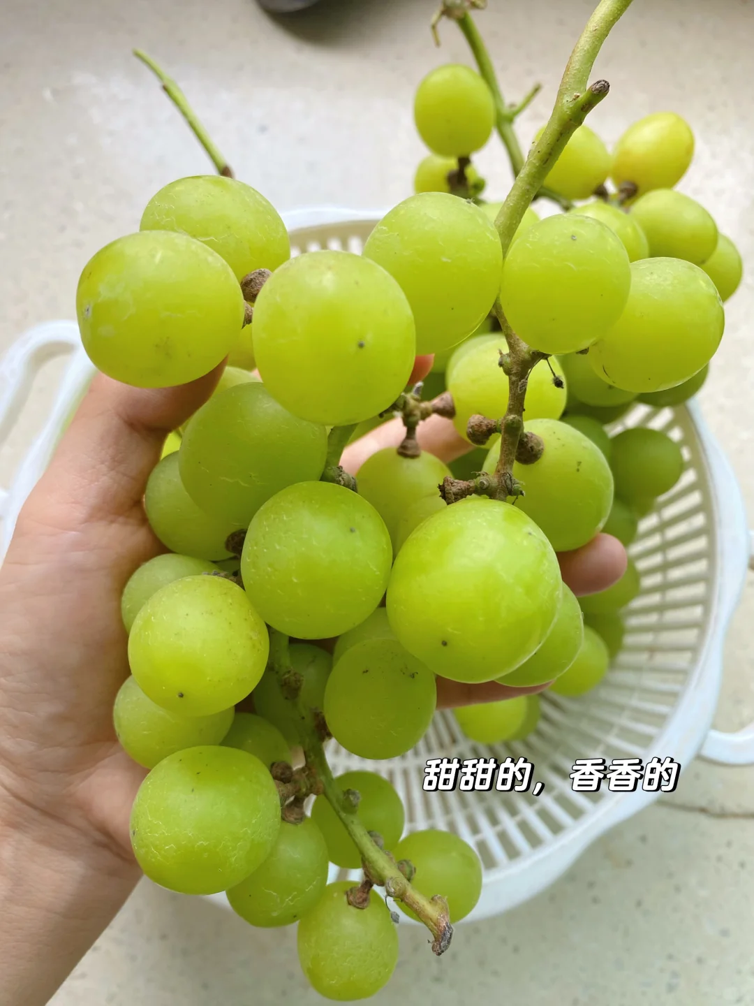 拥有一片小果园是什么体验？