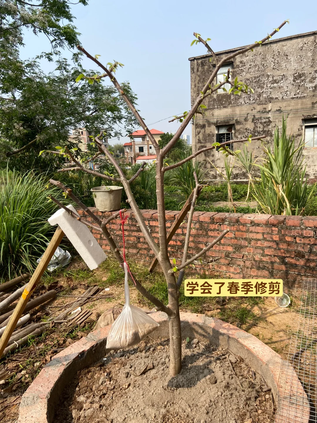 释迦果从幼苗到结果…