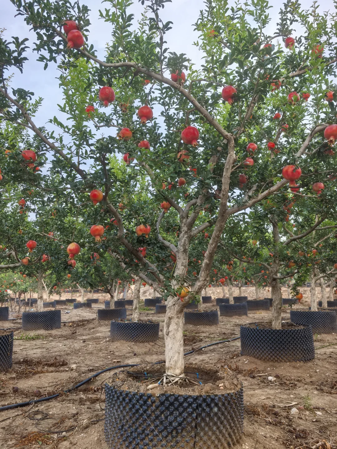 秋天的石榴园，红果累累！