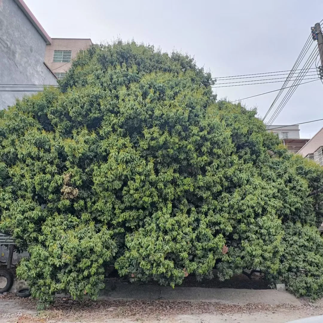 2025年实现荔枝，超级大丰收