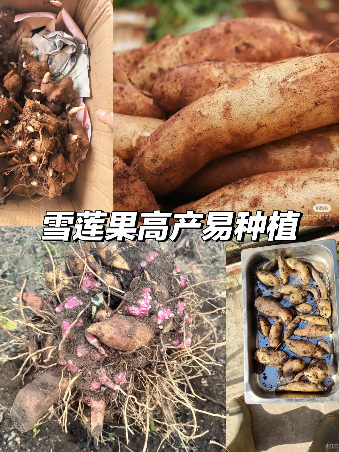 ?雪莲果,高产不挑地?