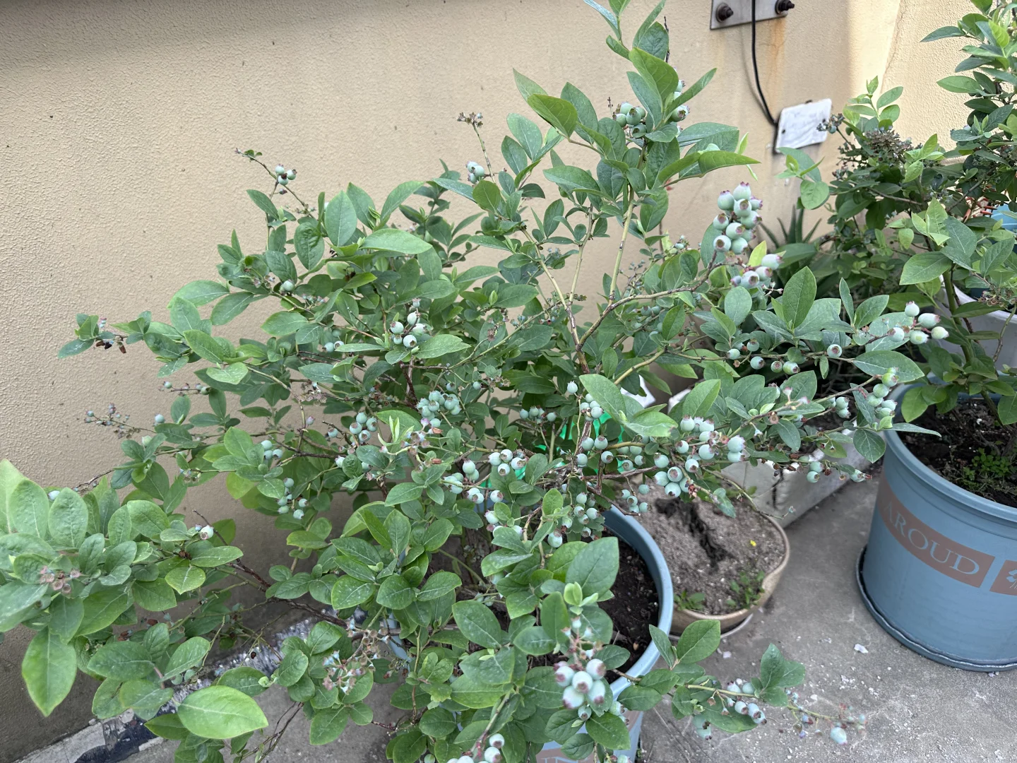 阳台果园都挂果啦