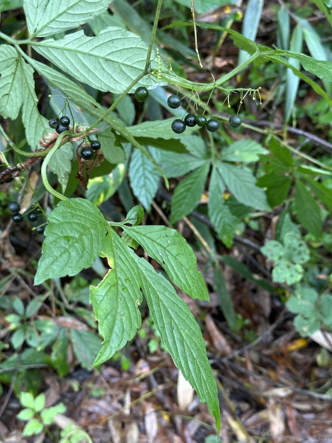 最具塑料感的果实，像不像你过年放的烟雾弹