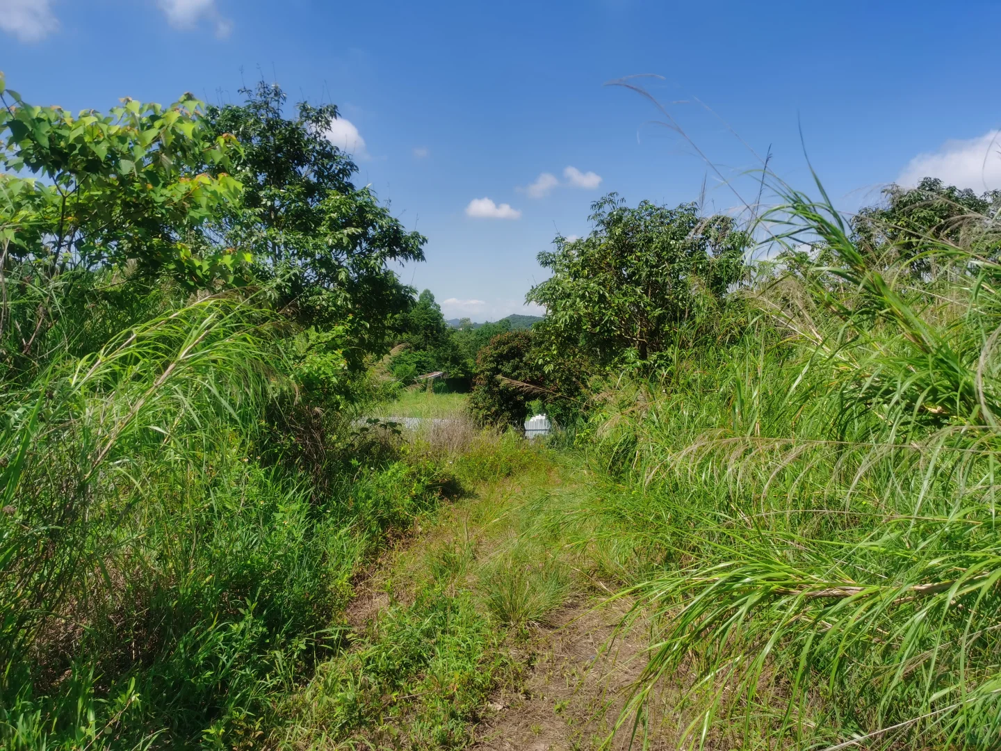 大量养殖的20亩果园