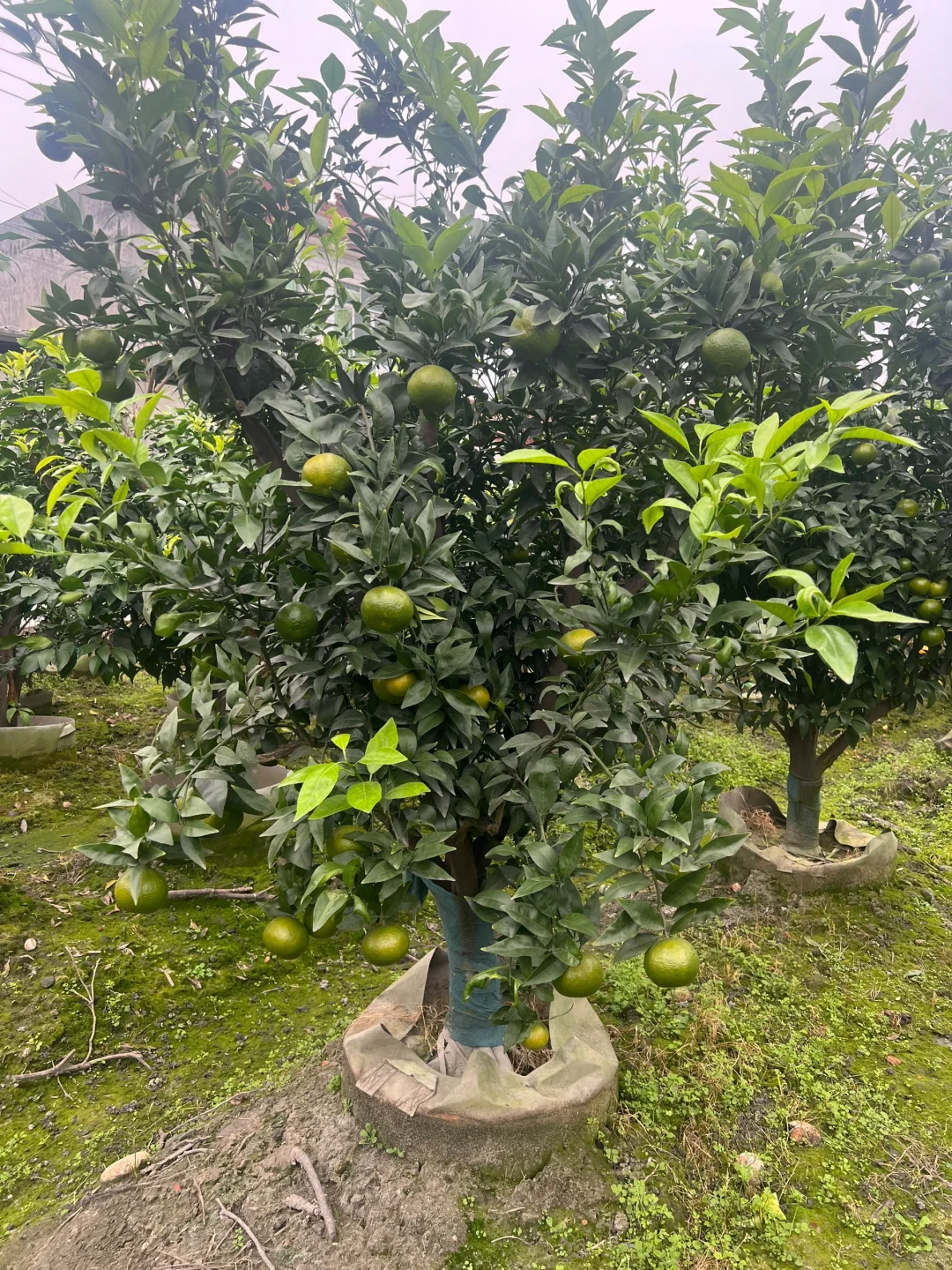 一家在成都只做精品果树的苗圃基地