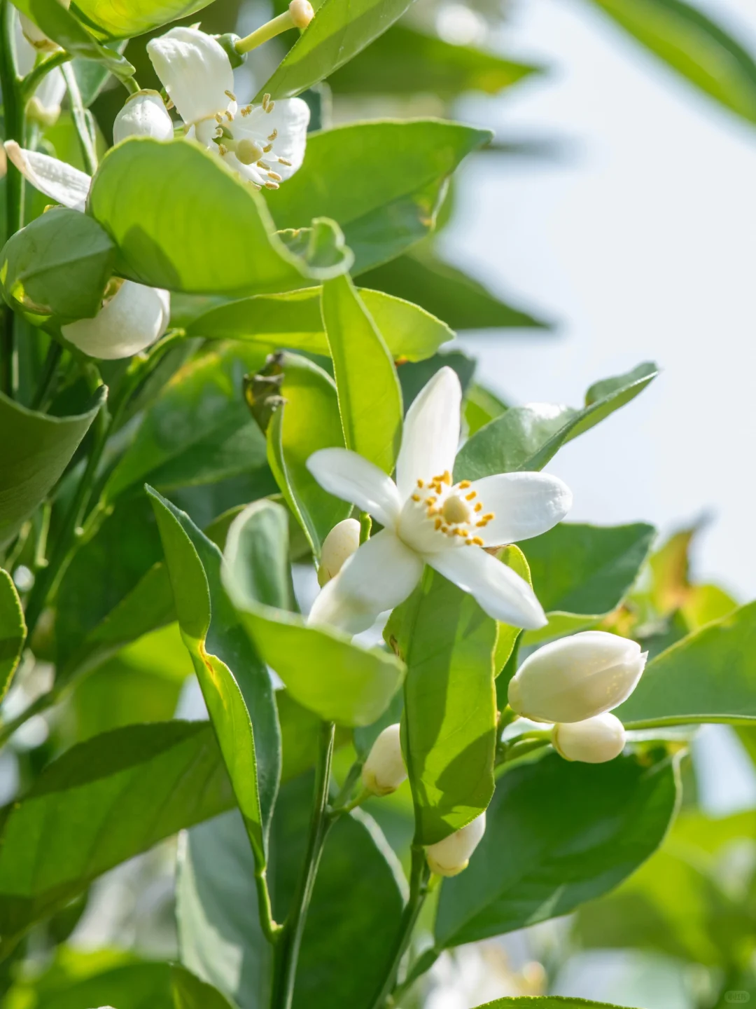 「人生如橙」褚时健的四味人生