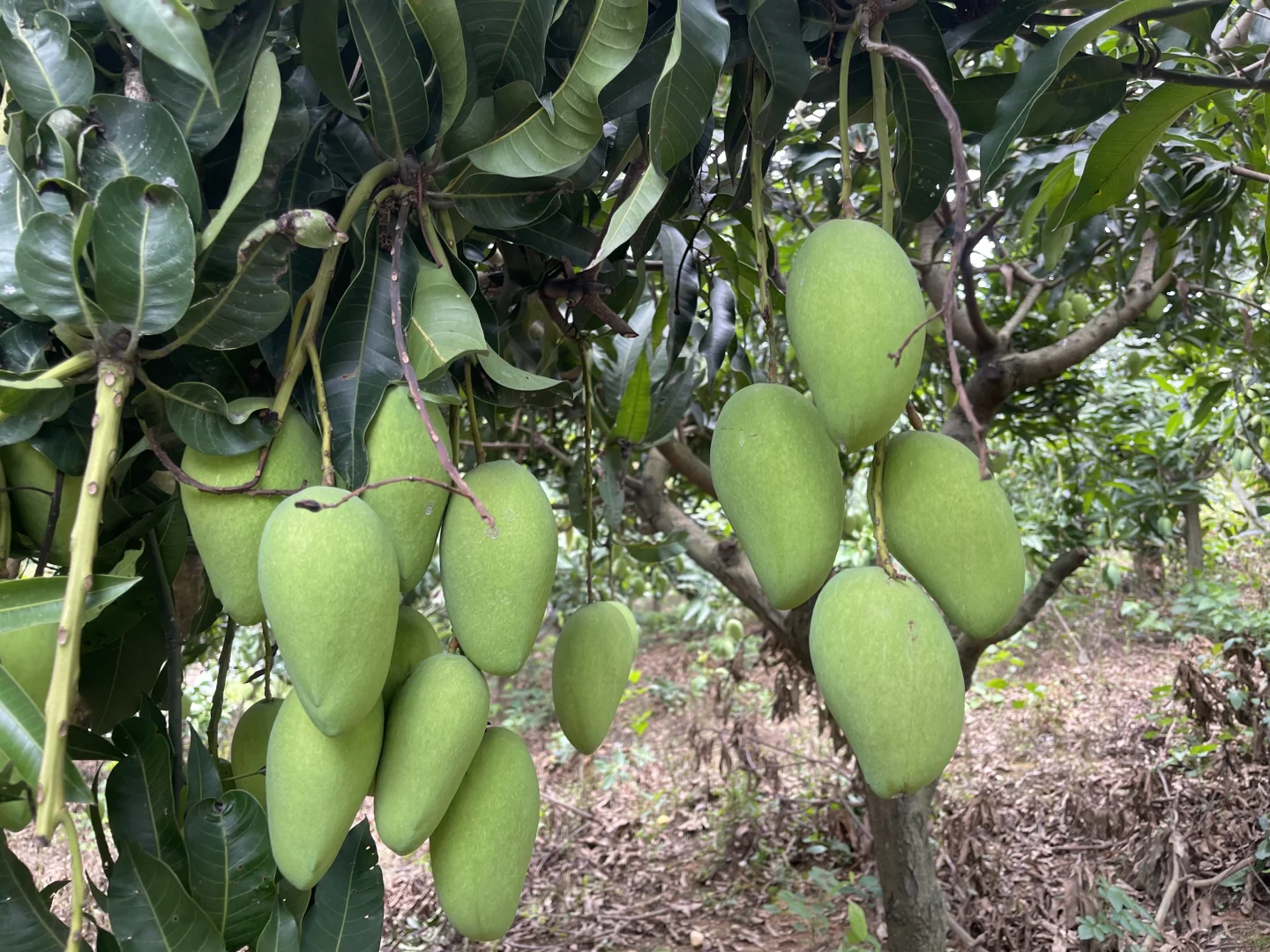 来吧，看芒果树！