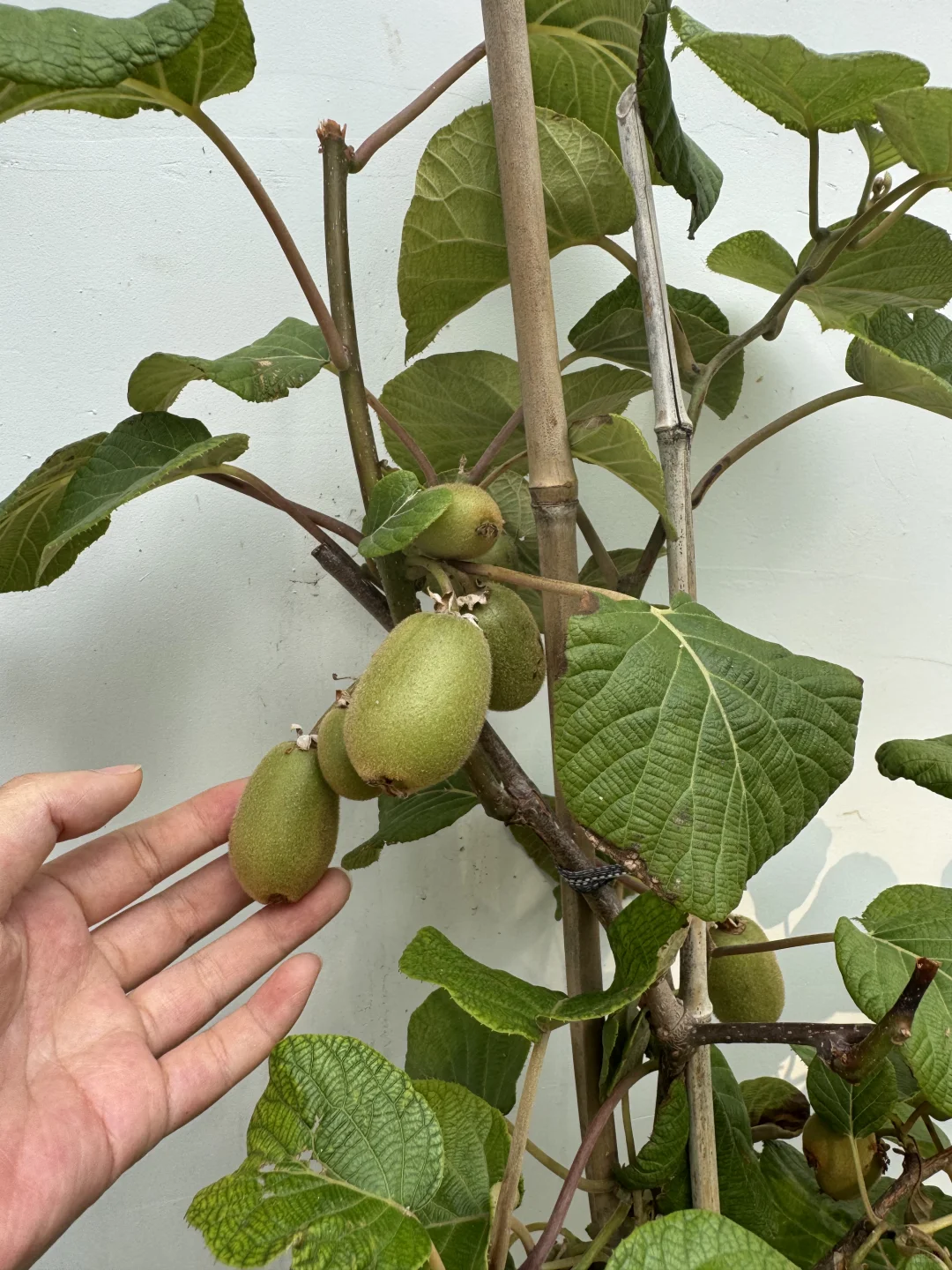 这不马上马的要实现水果自由了??