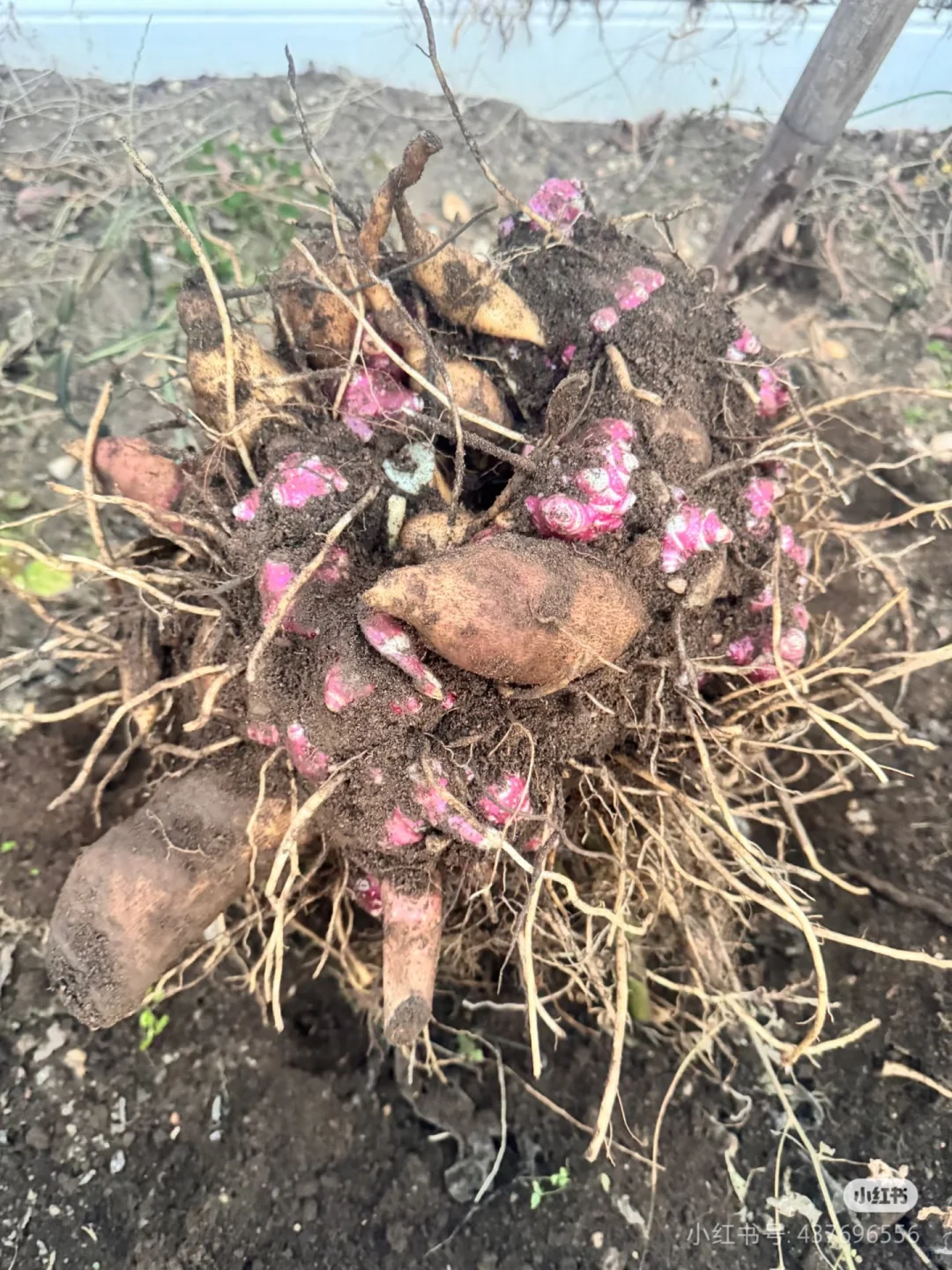 ?雪莲果,高产不挑地?