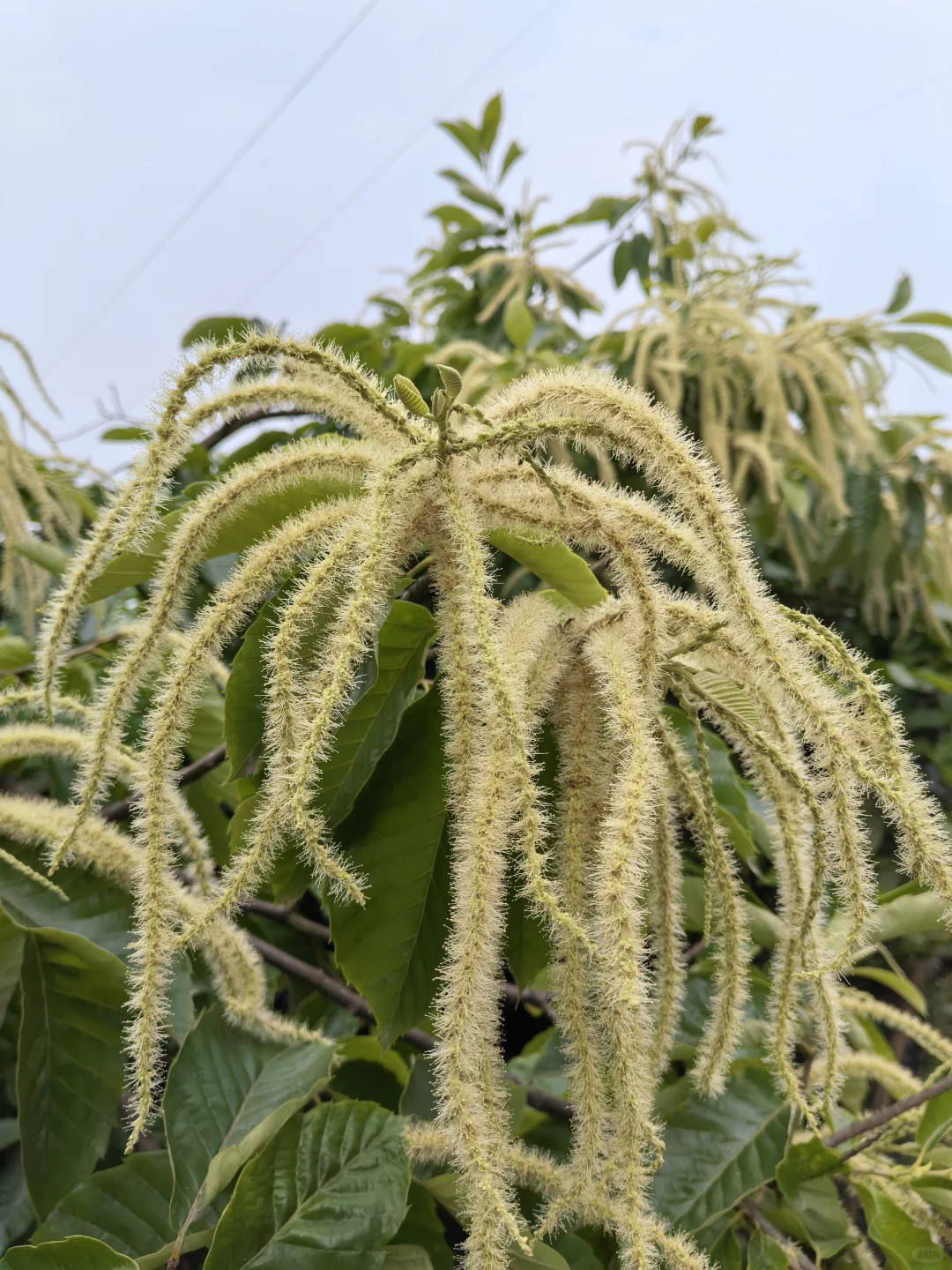 水果自由！！！