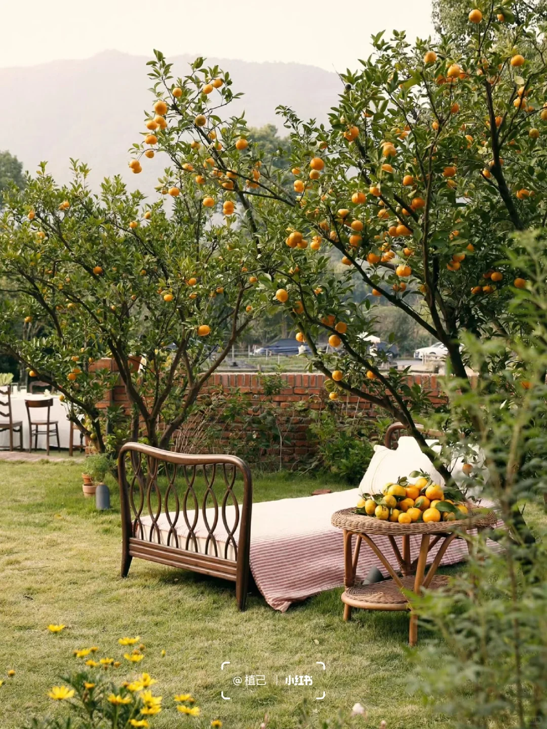 院子里种这6棵果树,好看且寓意好